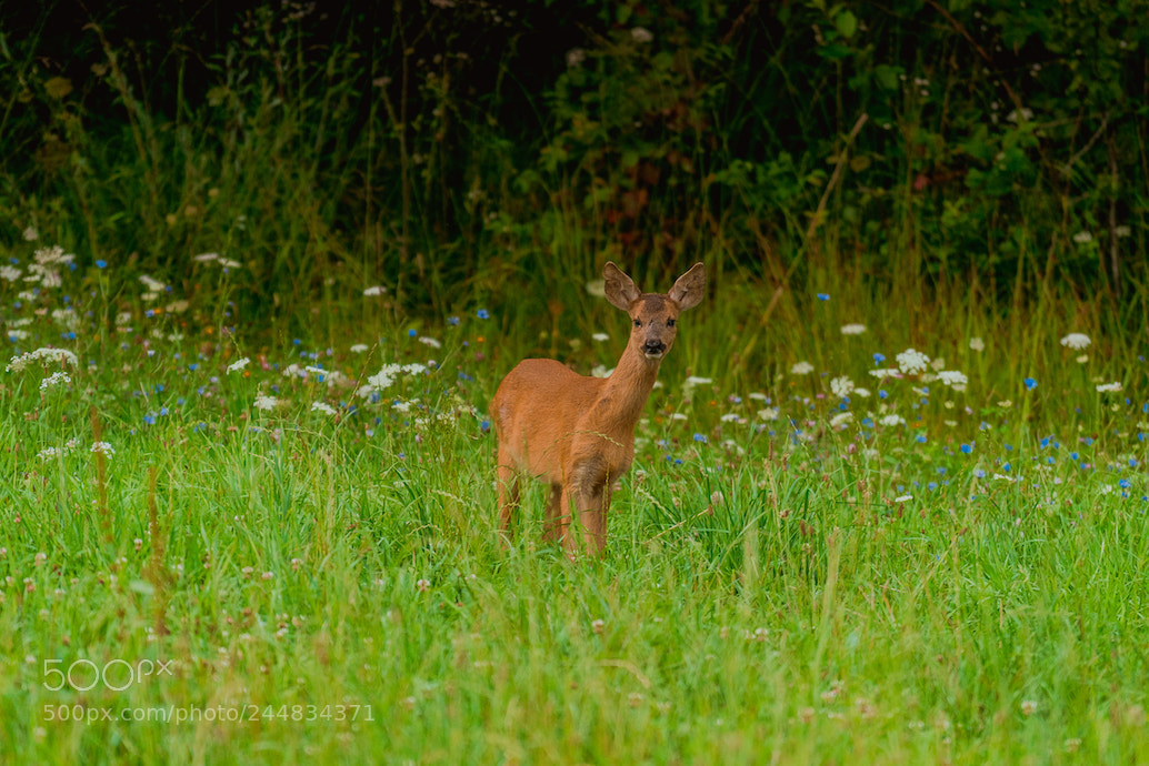 Sony a7R II sample photo. Deer photography