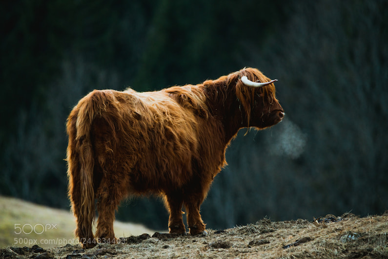 Sony a7R II sample photo. Discovery slovenia photography