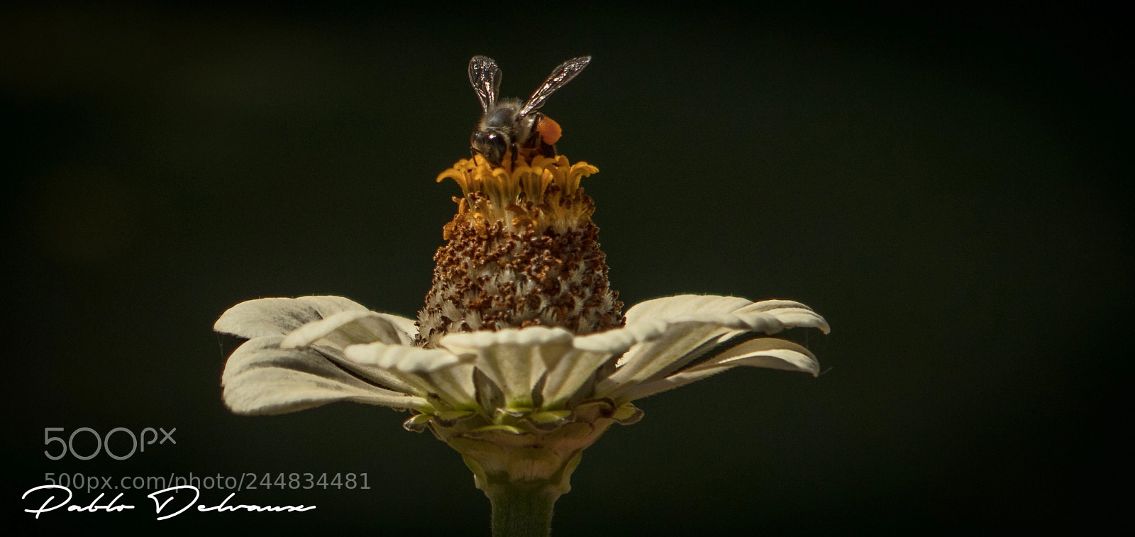 Canon EOS 5DS R sample photo. Bee hawaii photography