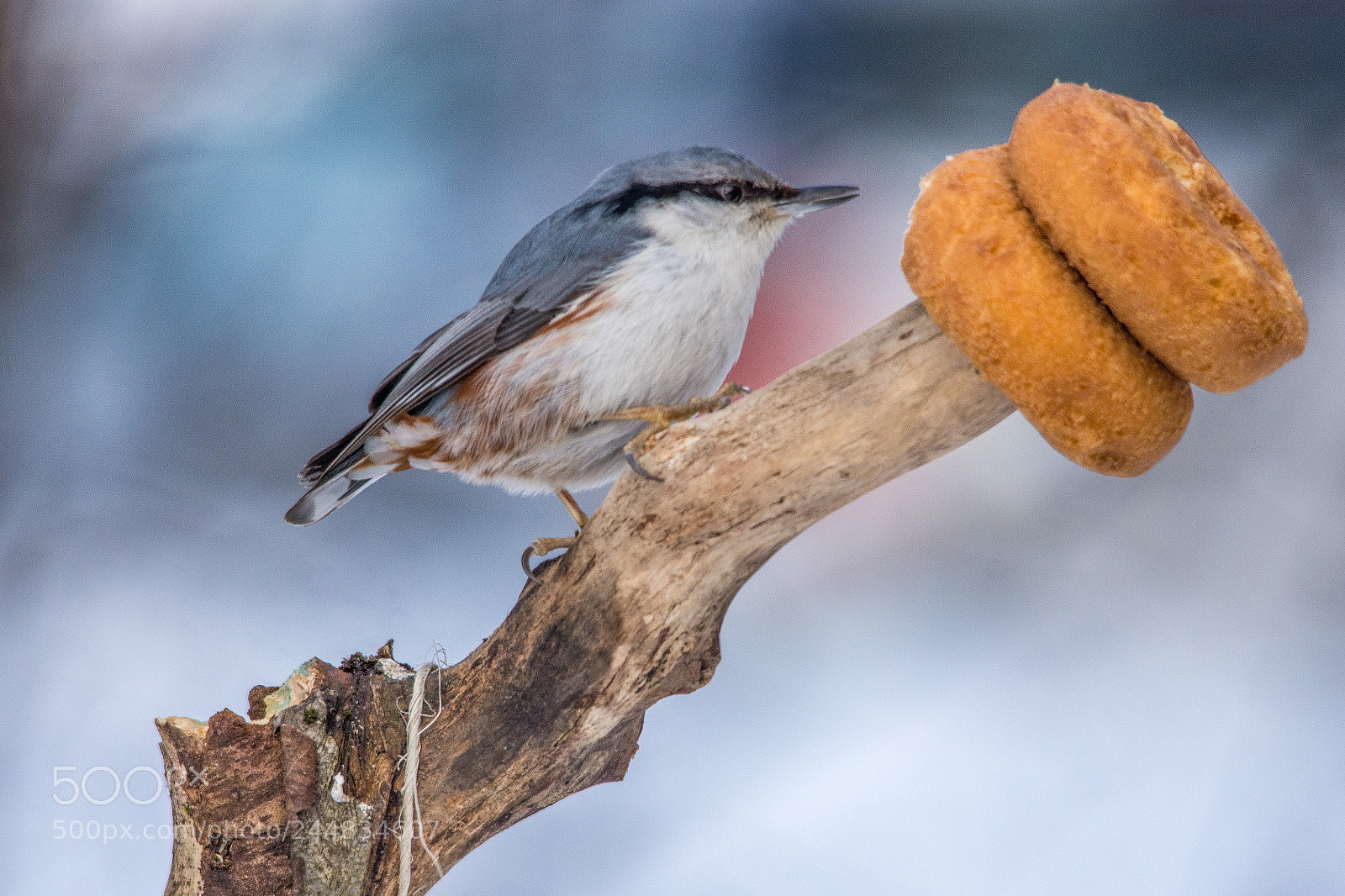 Nikon D7200 sample photo. Nuthatch photography