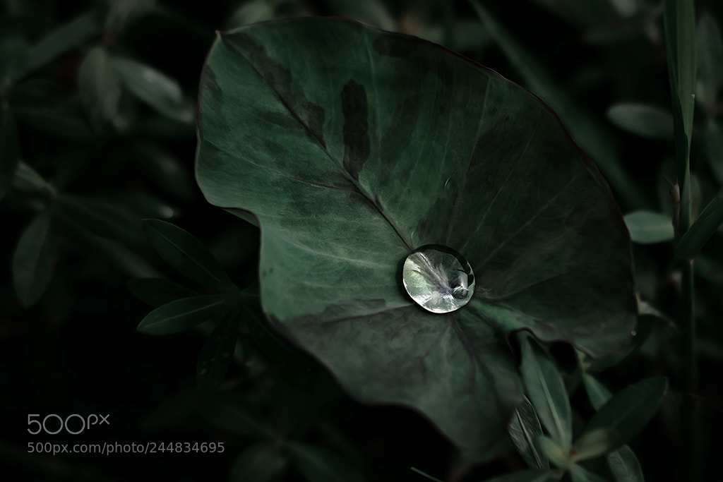 Fujifilm X-A3 sample photo. Leaves and dew photography