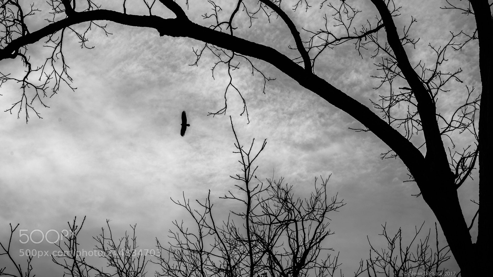 Fujifilm X-T2 sample photo. Gray sky fly photography