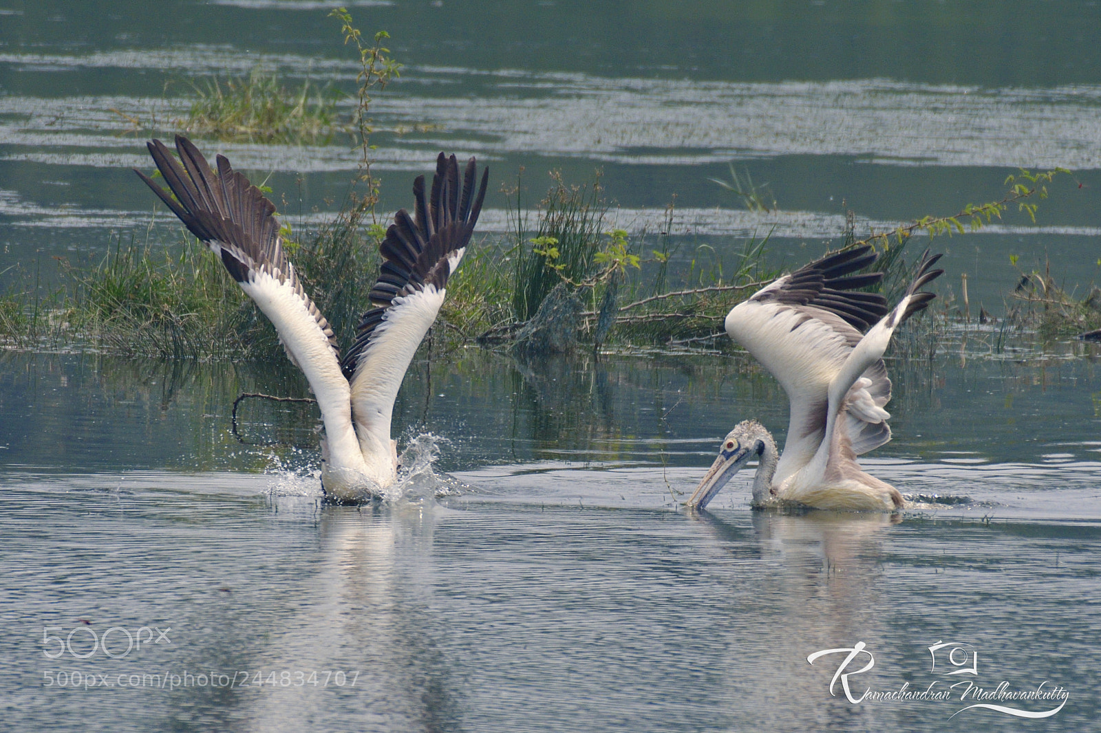 Nikon D500 sample photo. Spot-billed pelican - a photography