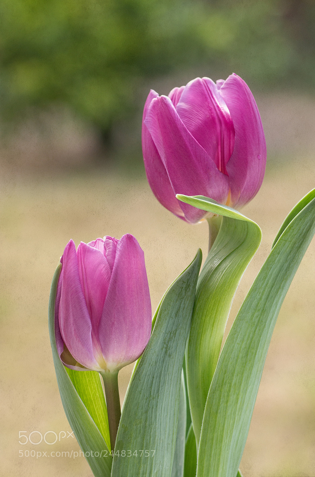 Pentax K-500 sample photo. Two tulips photography