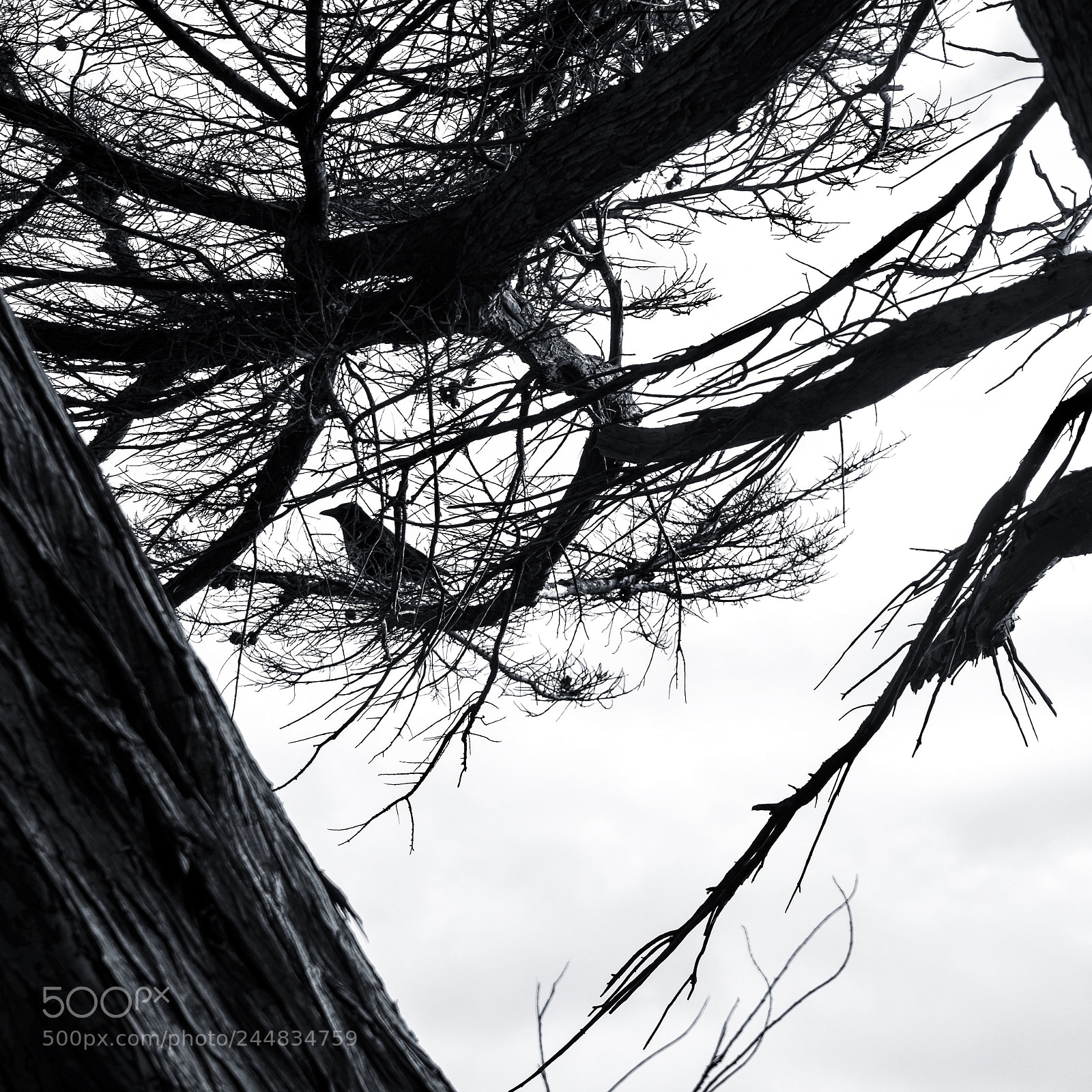 Sony a7 sample photo. Bird on a branch photography
