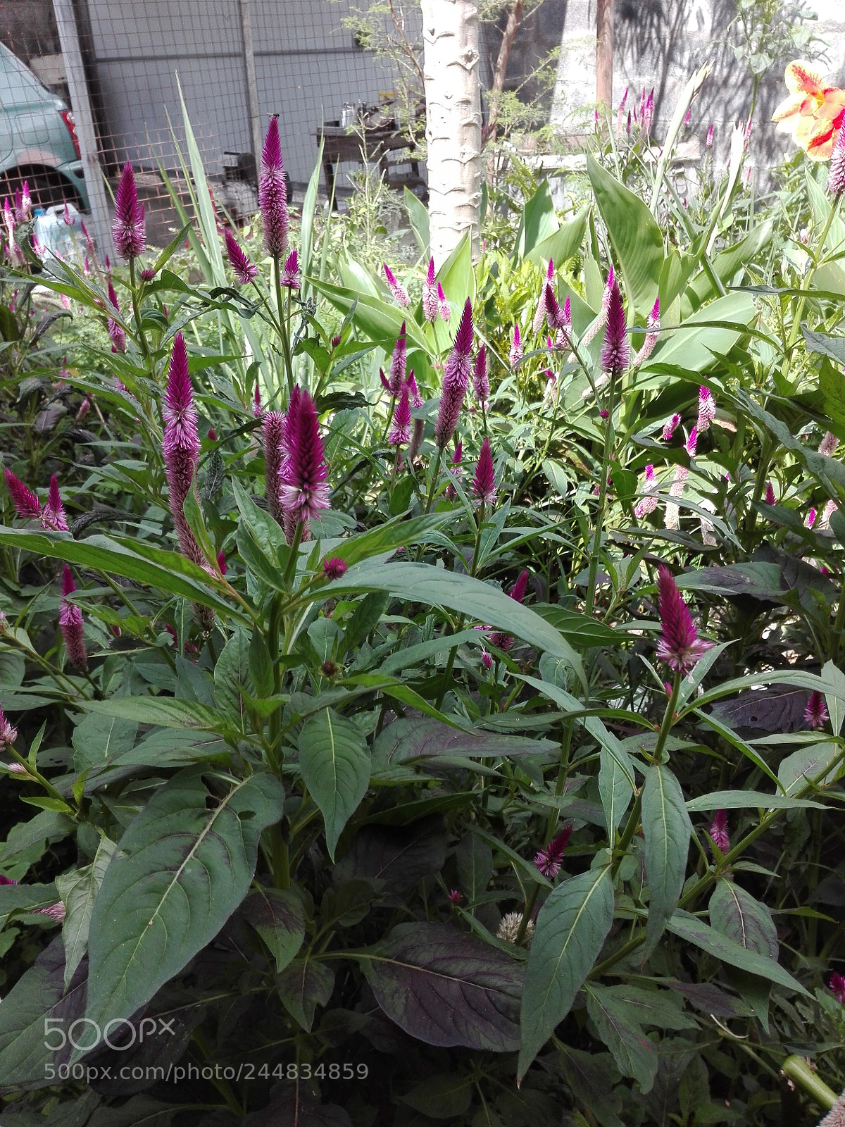 HUAWEI Y6II sample photo. Untitled photography
