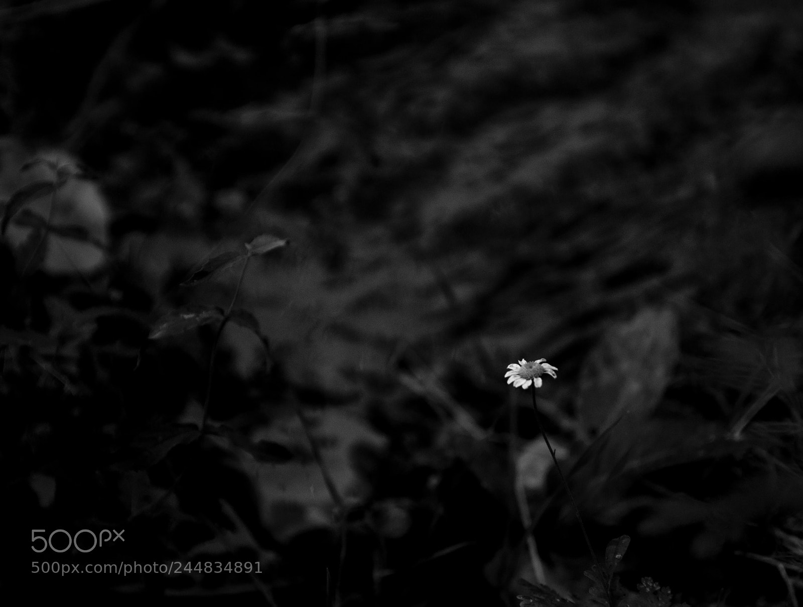Nikon D90 sample photo. Untitled photography