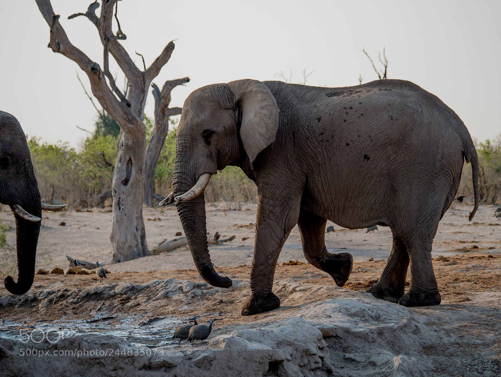 Panasonic DMC-G70 sample photo. Elephant photography