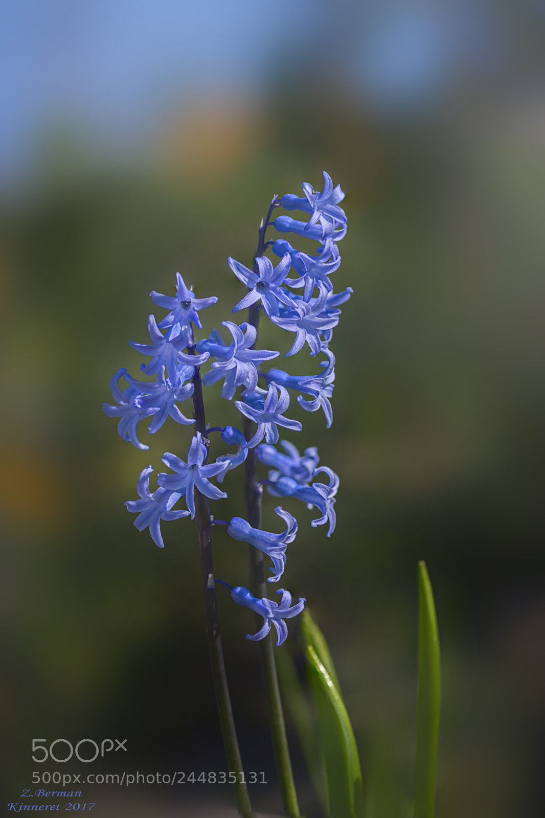 Nikon D810 sample photo. Yaninton -hyacinthus photography