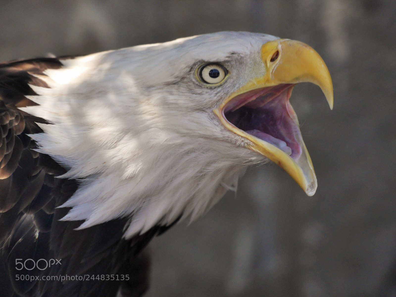 Panasonic Lumix DMC-G6 sample photo. Predatory profile photography