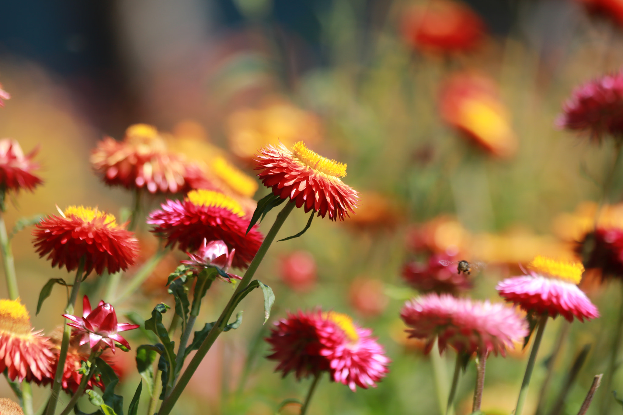 Canon EF 70-300mm F4-5.6 IS USM sample photo. Flower blooming photography