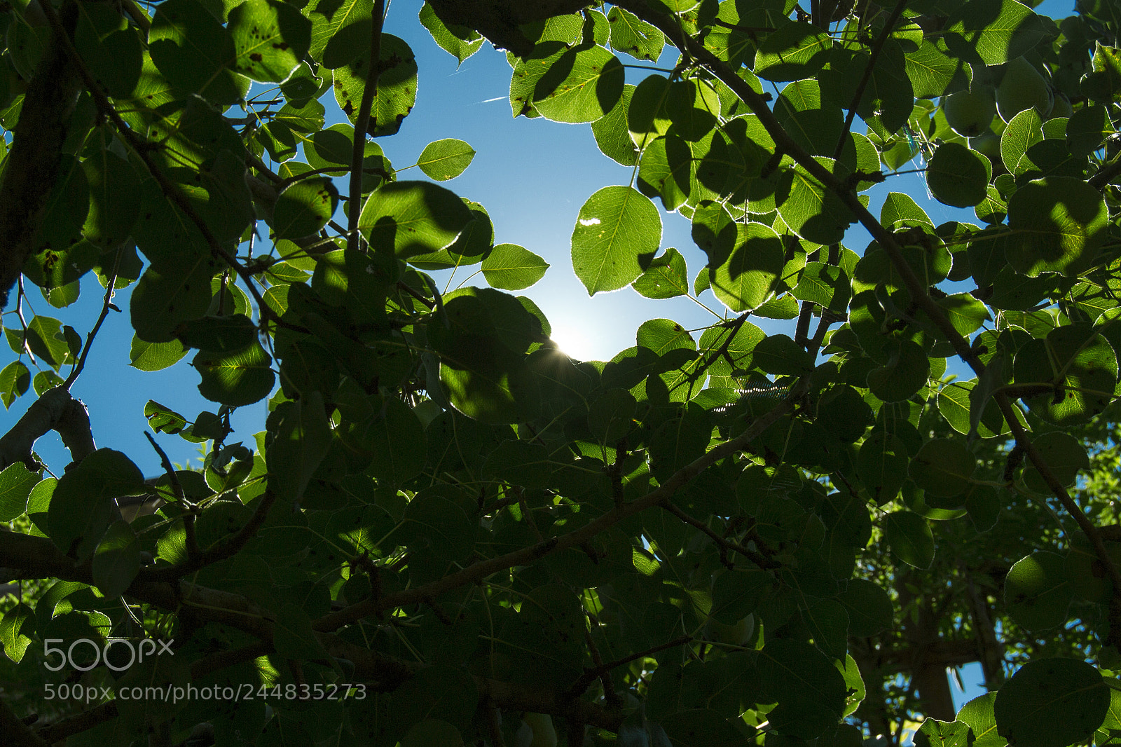 Nikon D3100 sample photo. Green vs blue photography