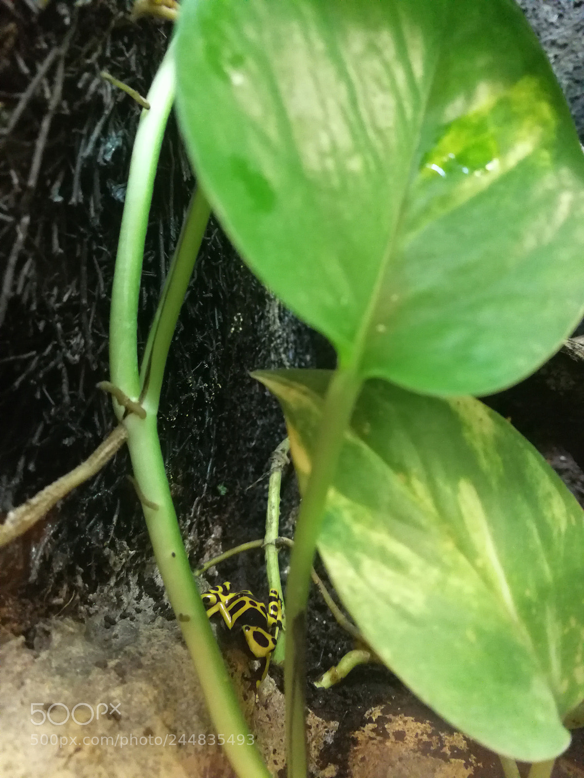 HUAWEI Mate 9 sample photo. Hiding frog photography