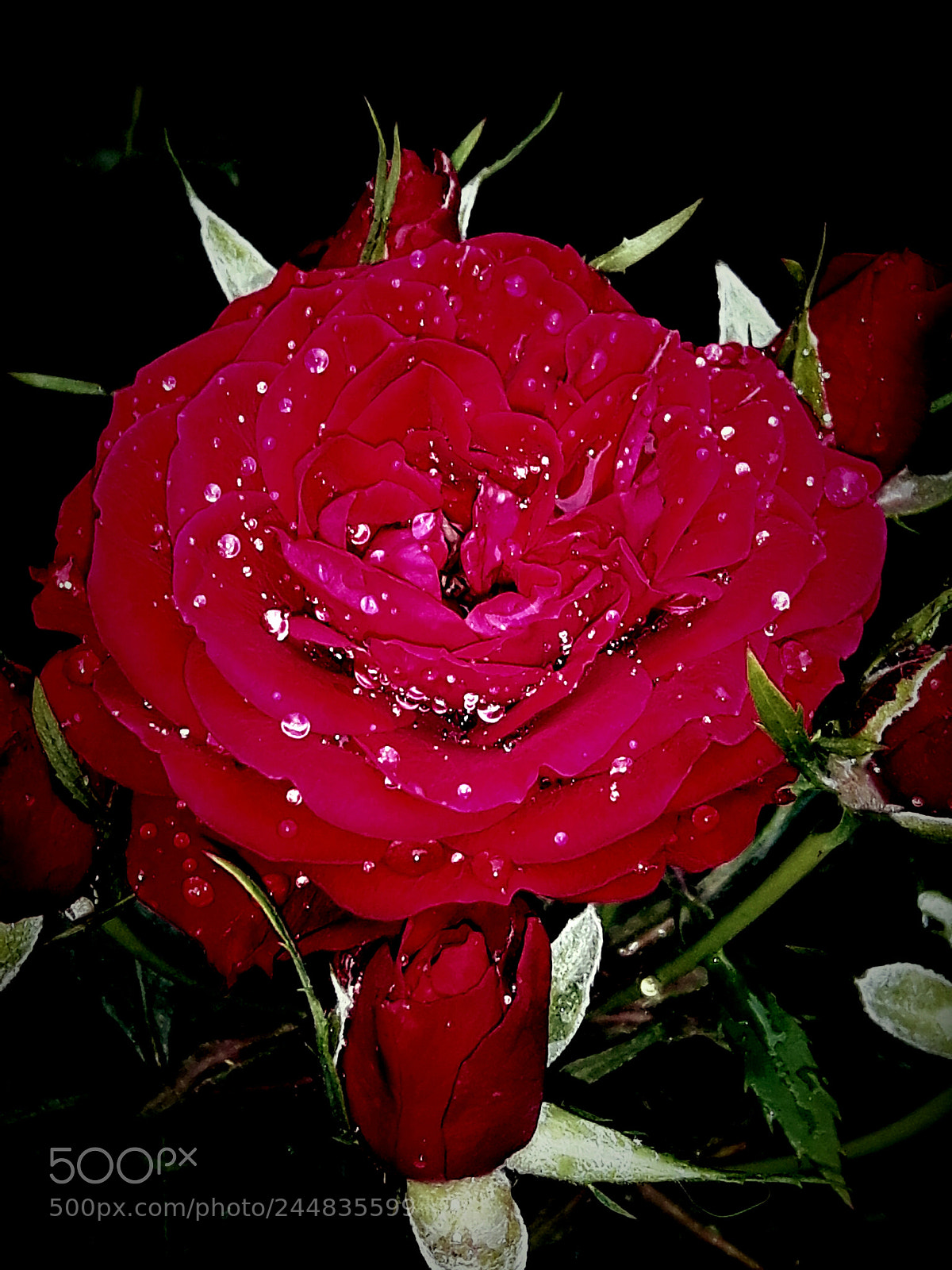 Samsung Galaxy S5 Neo sample photo. Untitled photography