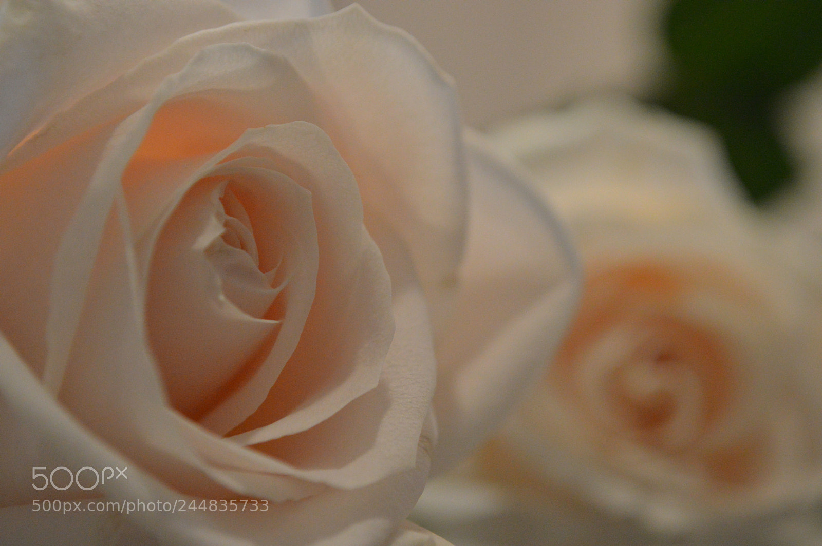 Nikon D3200 sample photo. Pink roses photography