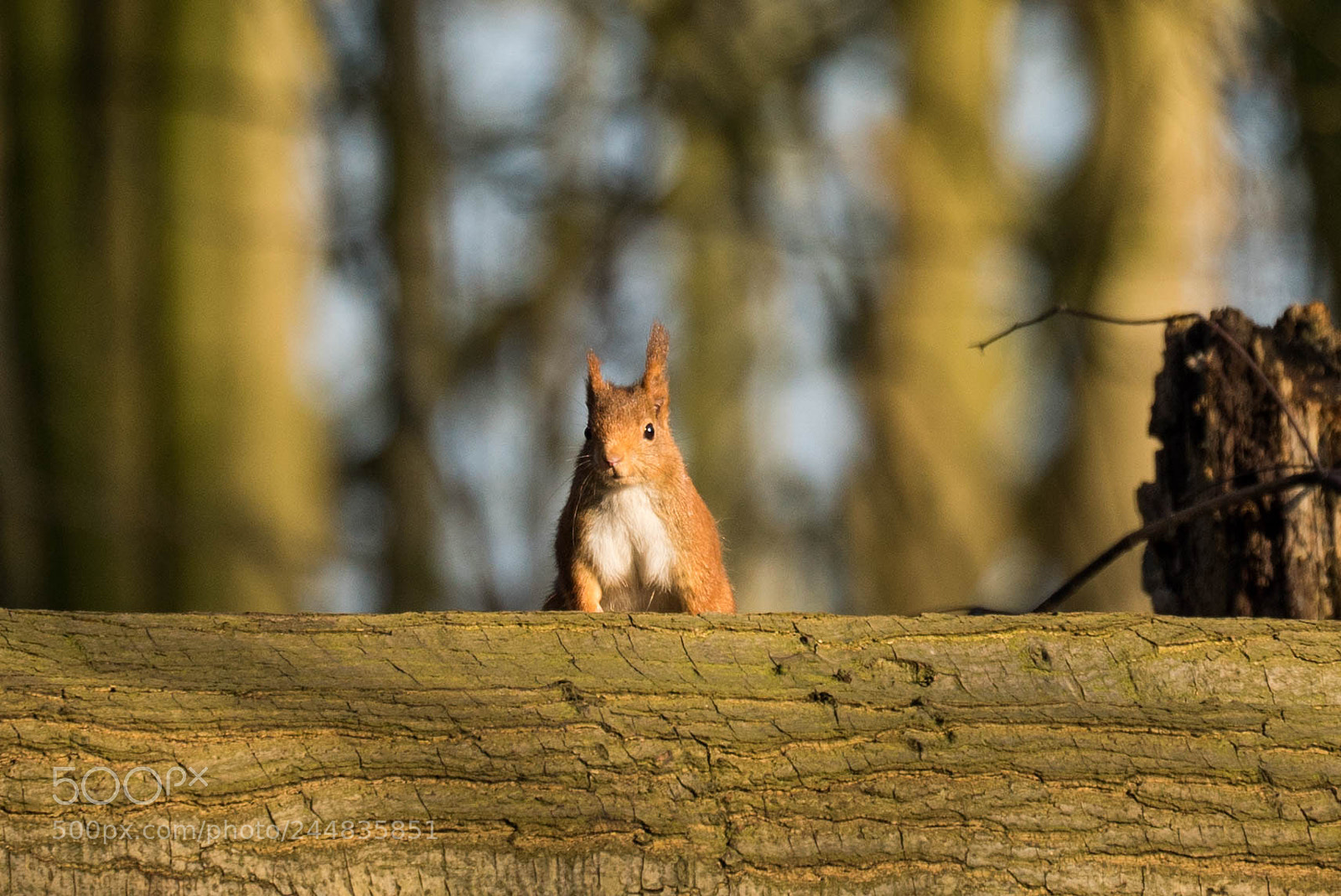 Sony a7S sample photo. Red squirrel waking up photography