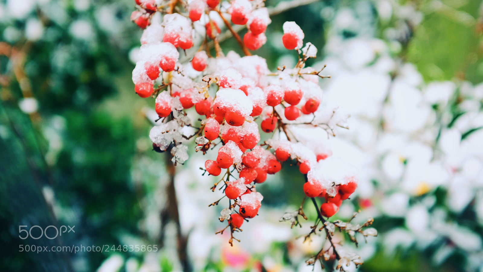 Fujifilm X100S sample photo. Untitled photography