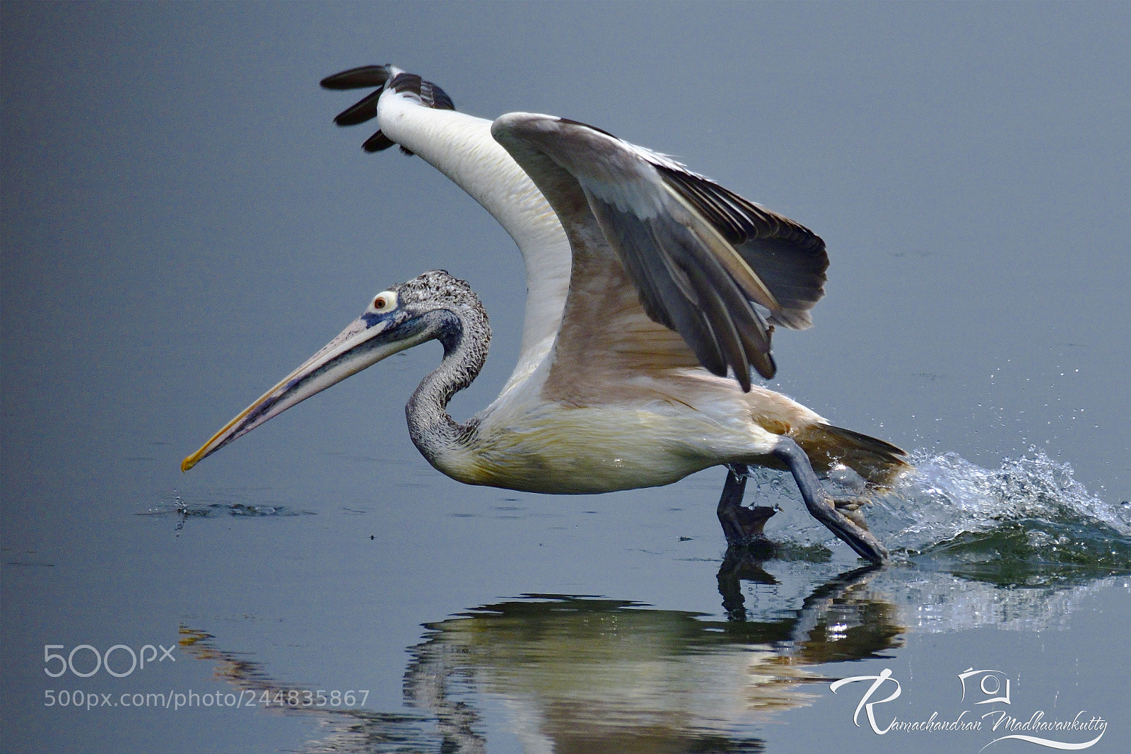 Nikon D500 sample photo. Spot-billed pelican - landing photography