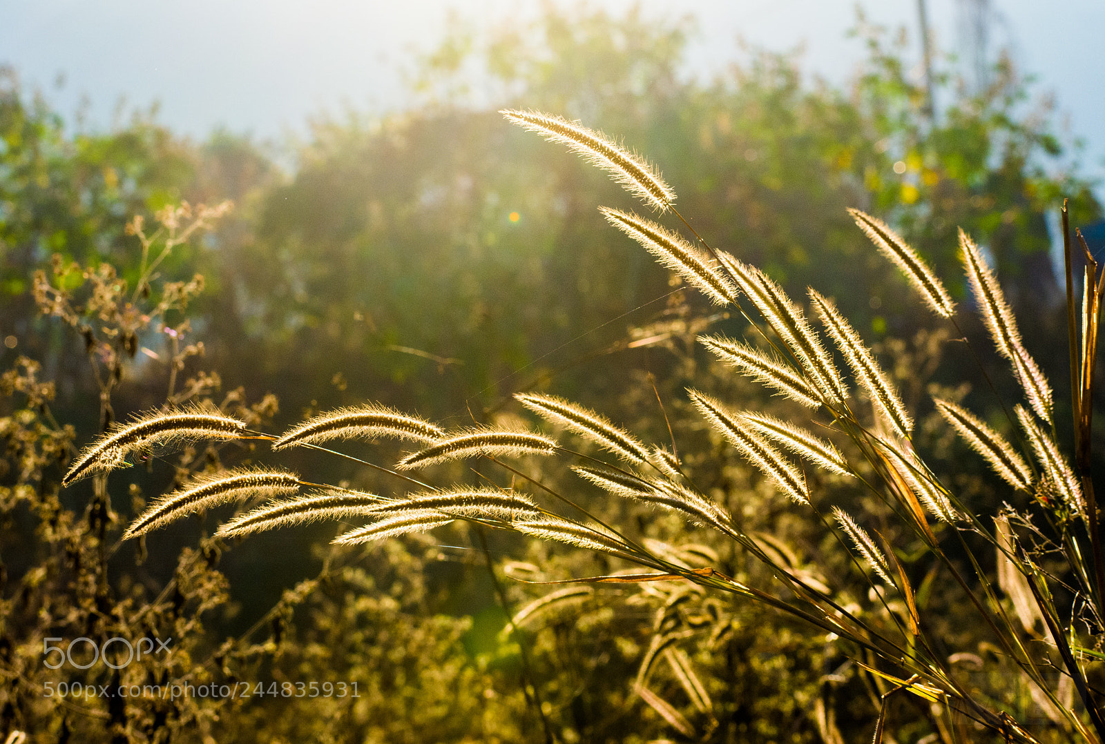 Nikon D7200 sample photo. The sun shine photography