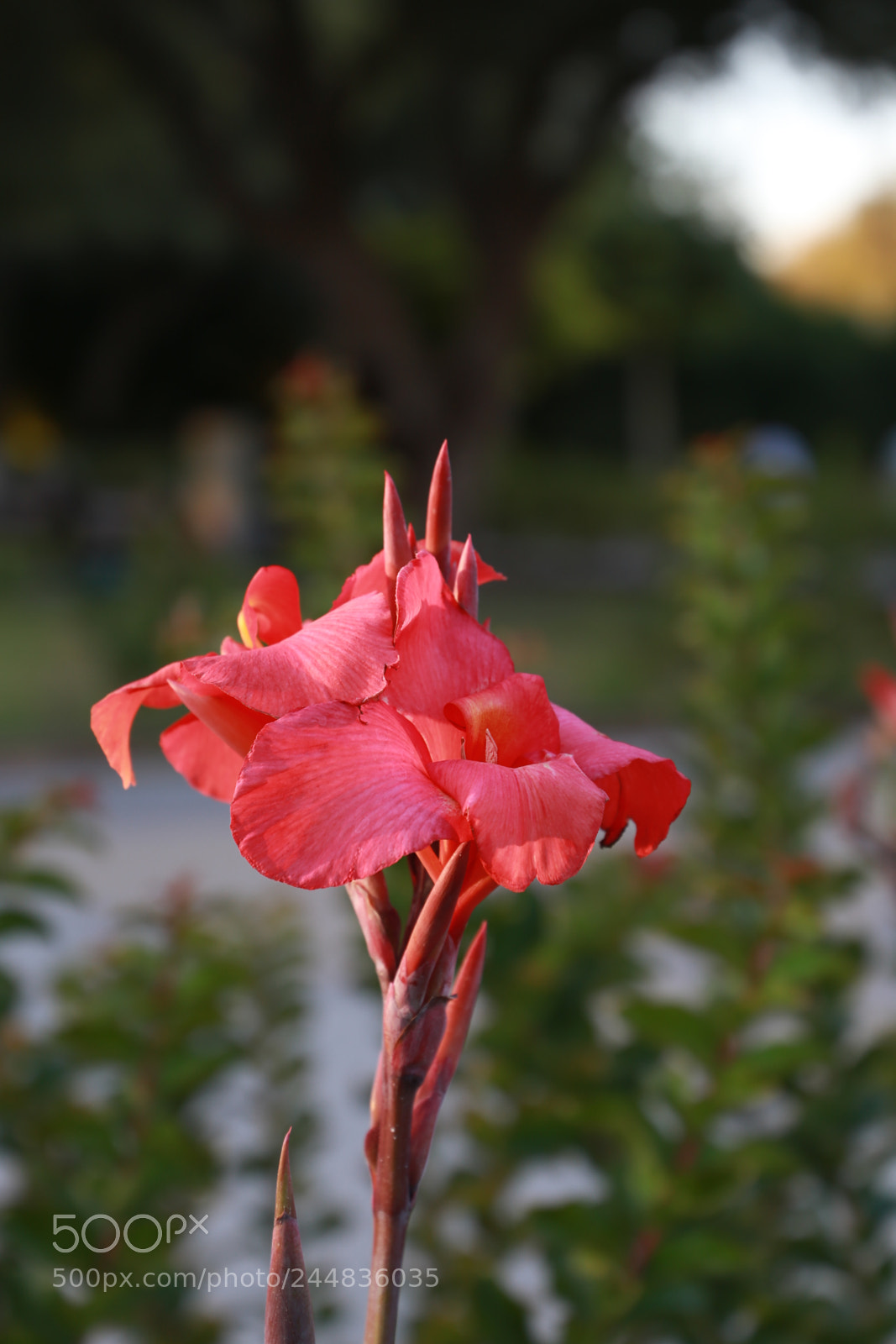 Canon EF 24-105mm F3.5-5.6 IS STM sample photo. Canna(கல்வாழை) photography