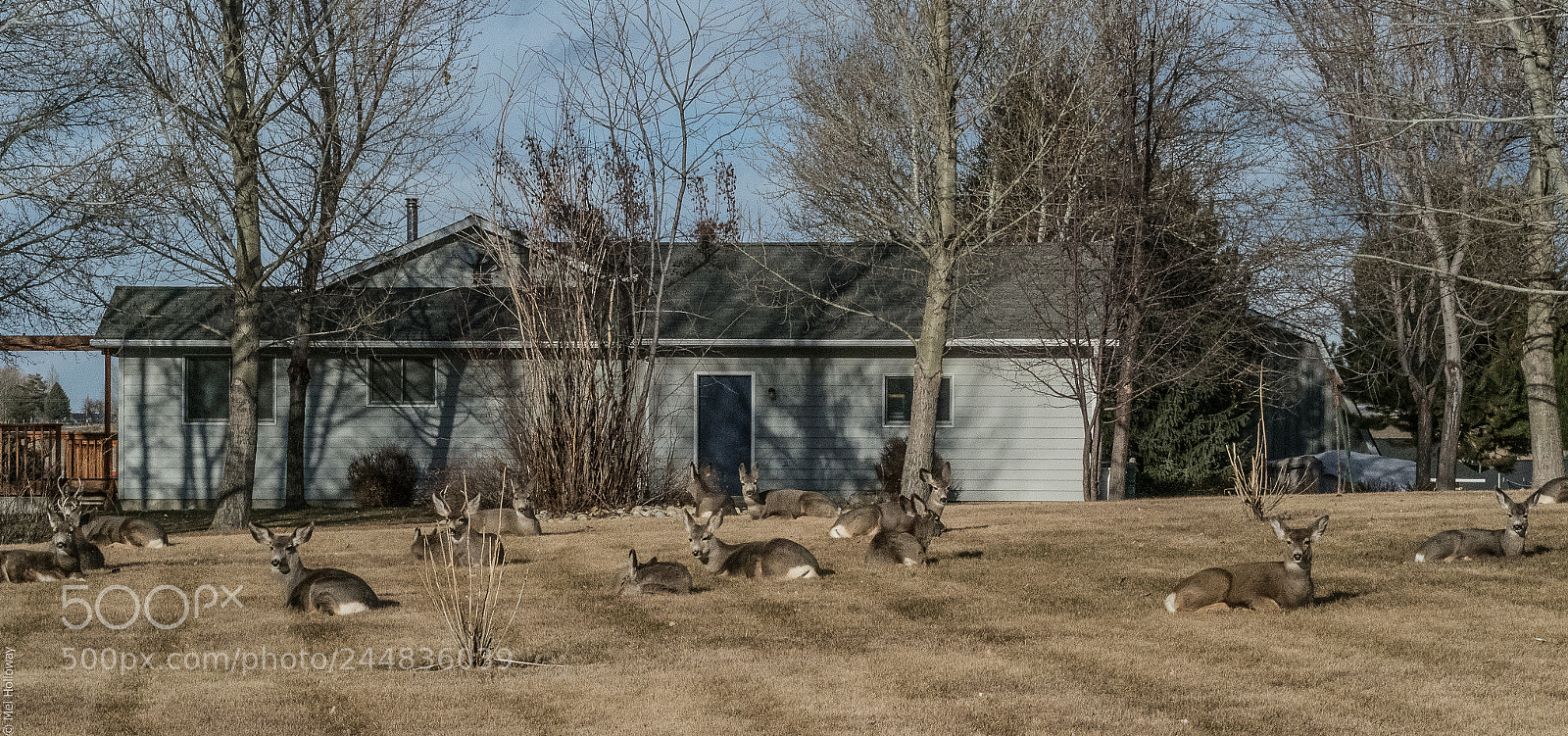 Olympus OM-D E-M1 Mark II sample photo. Mule deer at rest photography