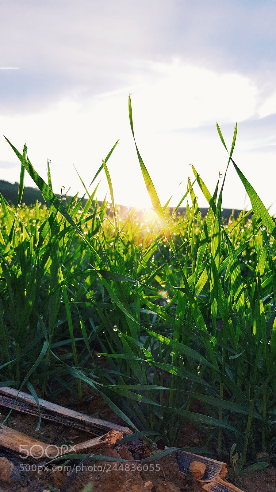 Samsung Galaxy S6 sample photo. Untitled photography