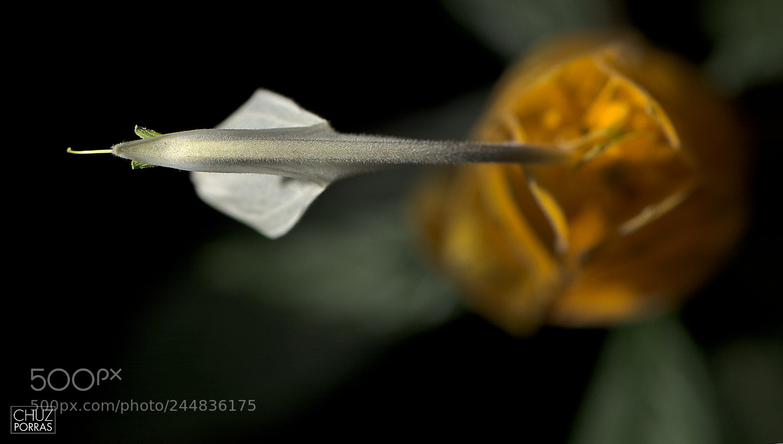 Nikon D7100 sample photo. Pachystachys lutea photography