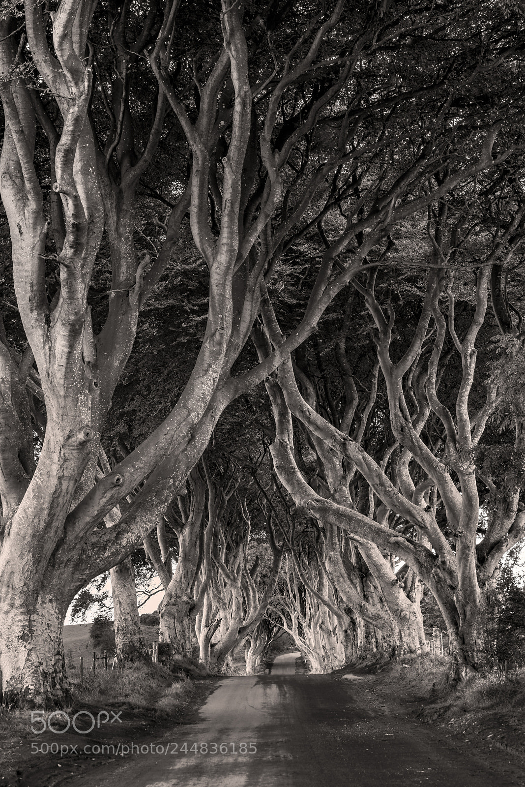 Sony a7R sample photo. Old trees at the photography