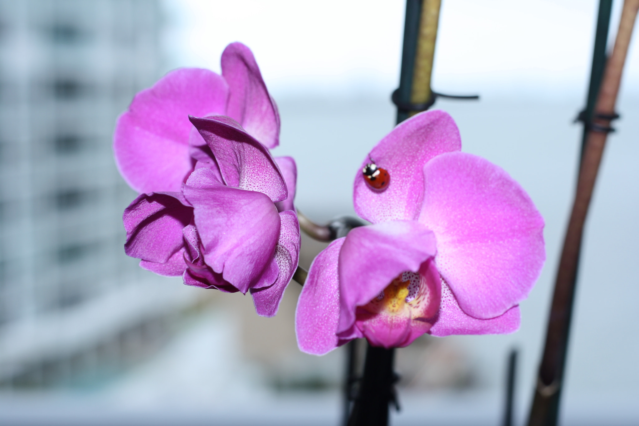 Canon EOS 1000D (EOS Digital Rebel XS / EOS Kiss F) sample photo. Img photography
