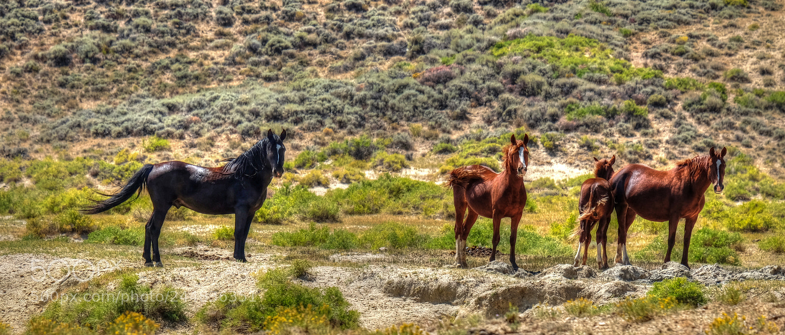 Fujifilm X-T10 sample photo. Wild stallion,mares and foal photography