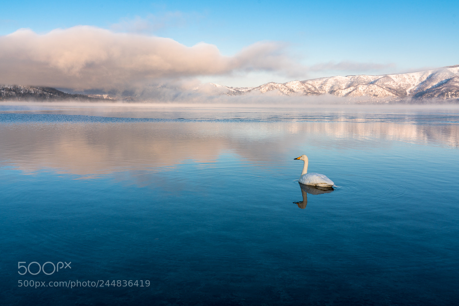 Sony a7R II sample photo. The swan lake photography