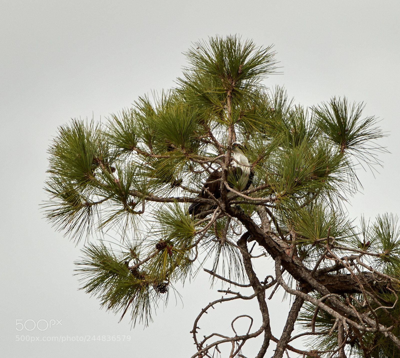 Canon EOS-1D X Mark II sample photo. 02-03-18-0002003 1.jpg photography