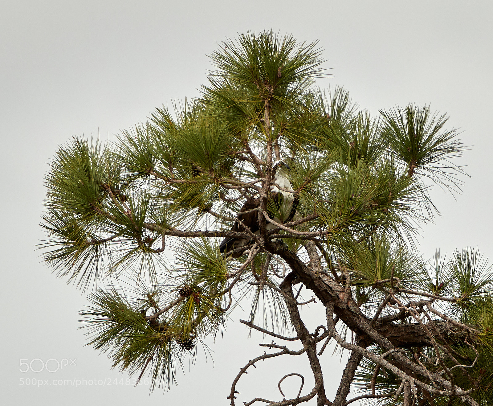 Canon EOS-1D X Mark II sample photo. 02-03-18-0002002 1.jpg photography