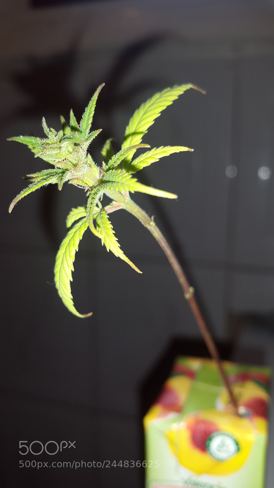 Samsung Galaxy S5 sample photo. Untitled photography