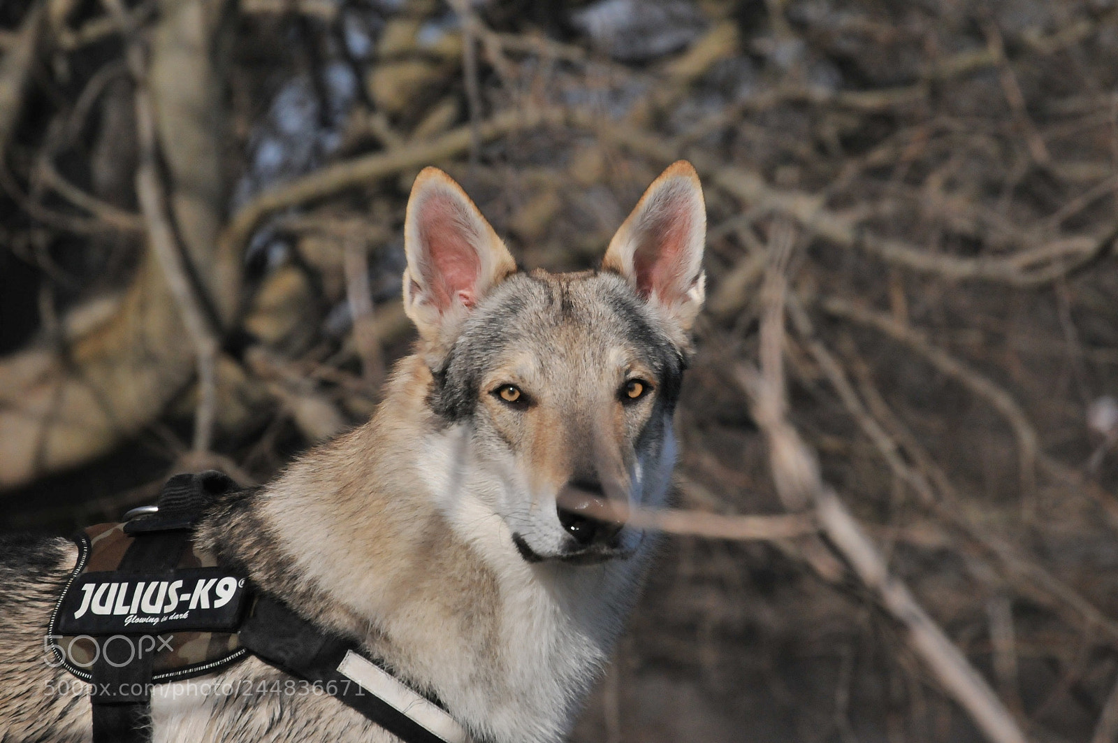 Nikon D300 sample photo. Lupocecoslovacco athos 2 anni  photography