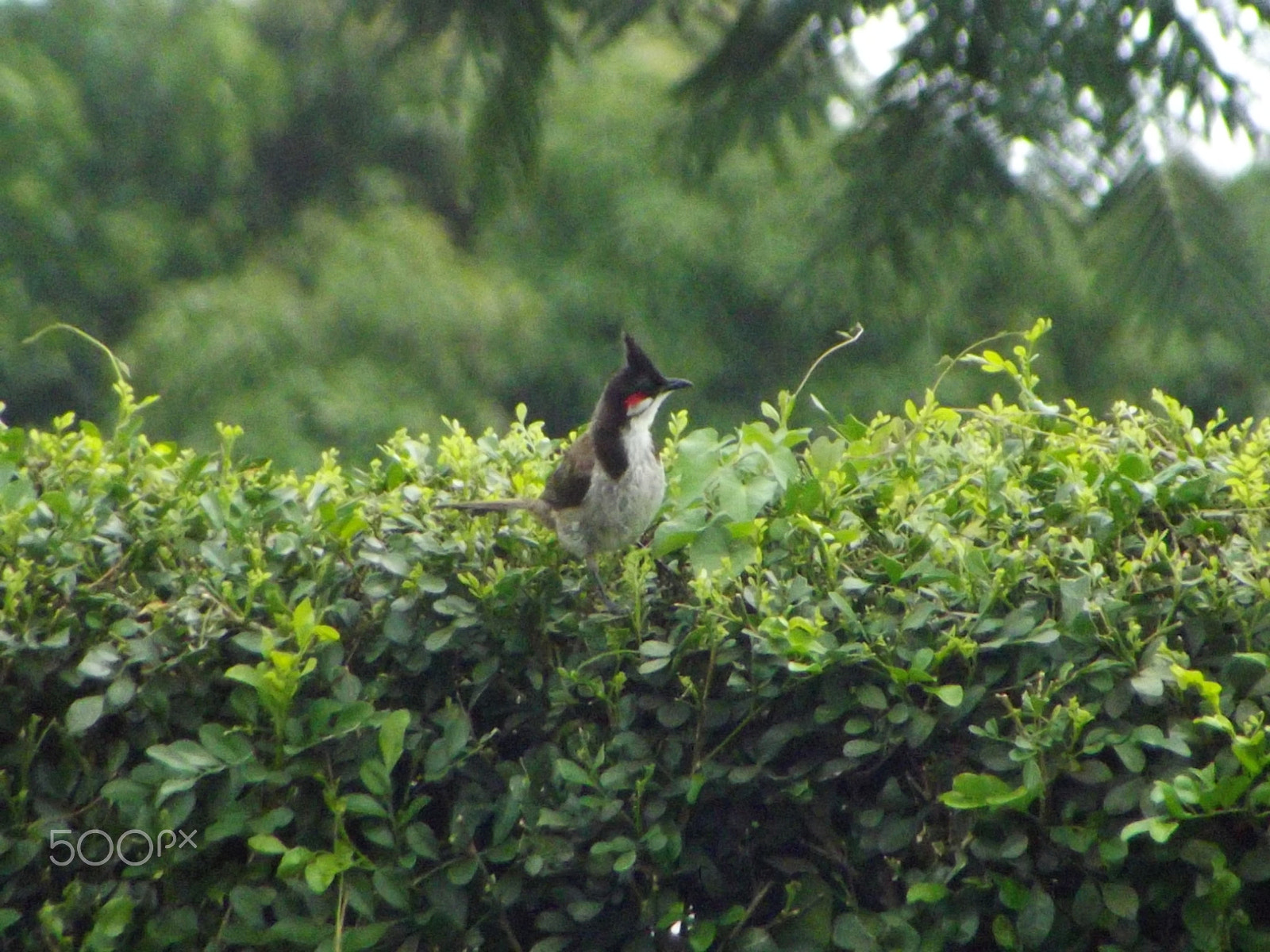 FujiFilm FinePix S2950 (FinePix S2990) sample photo. A red whiskered bulbul photography