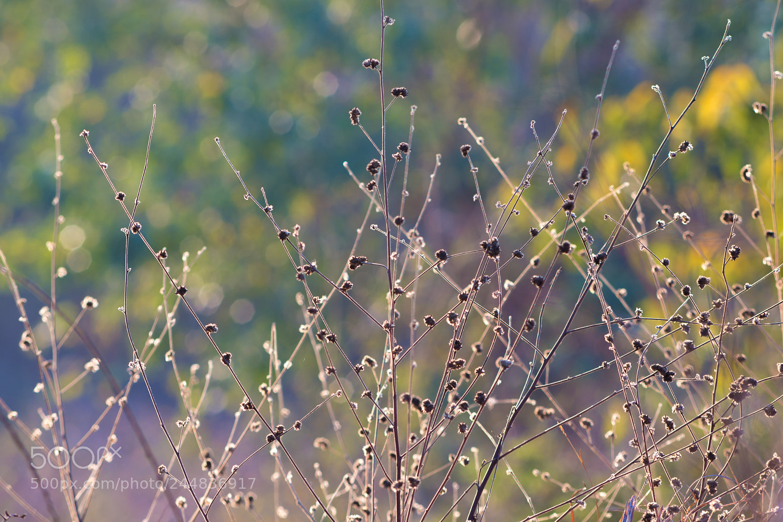 Nikon D610 sample photo. Backlit photography