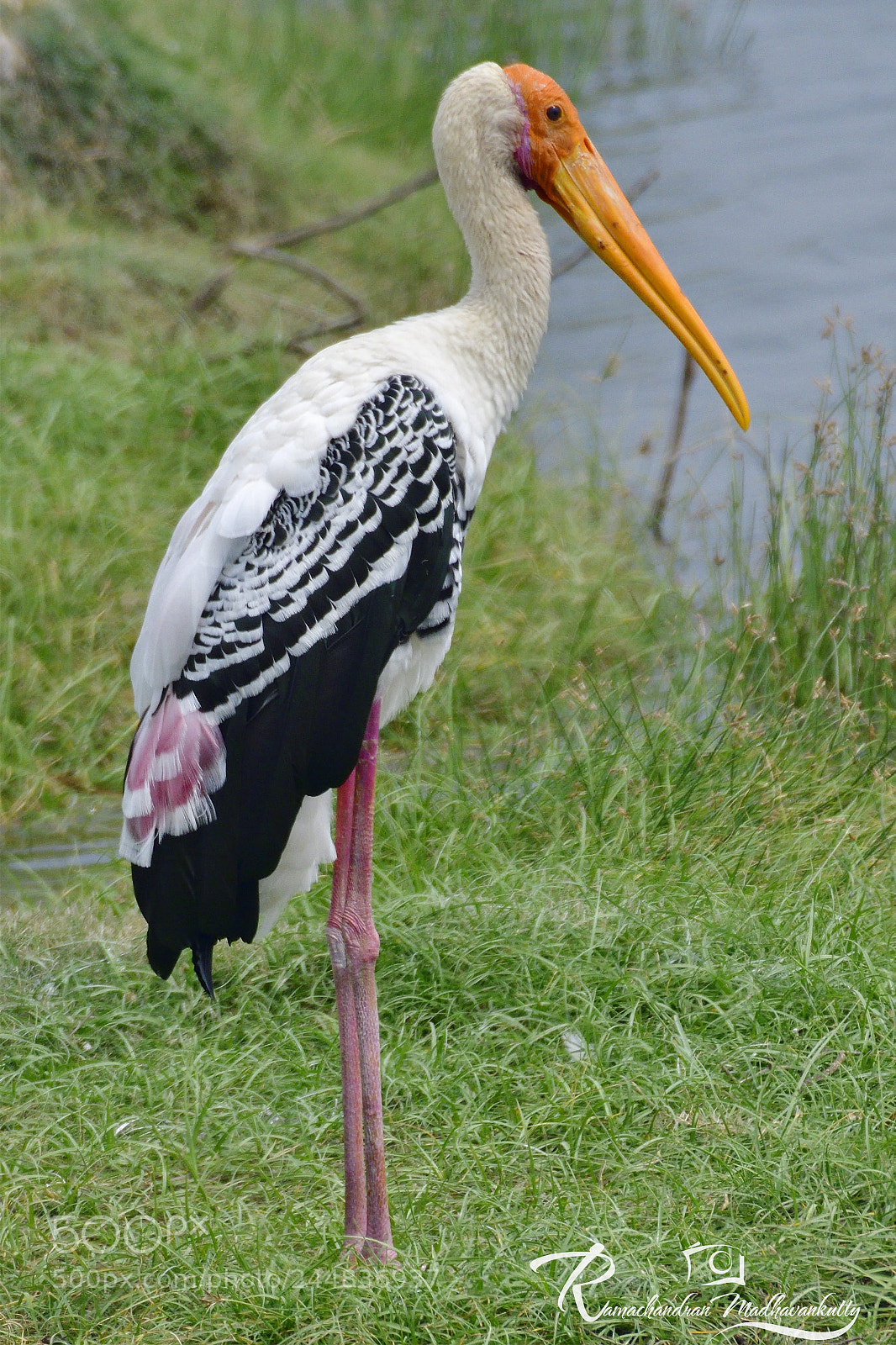 Nikon D500 sample photo. Painted stork - standing photography