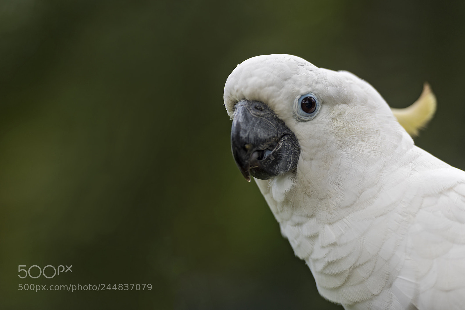 Nikon D810 sample photo. Bird closeup photography