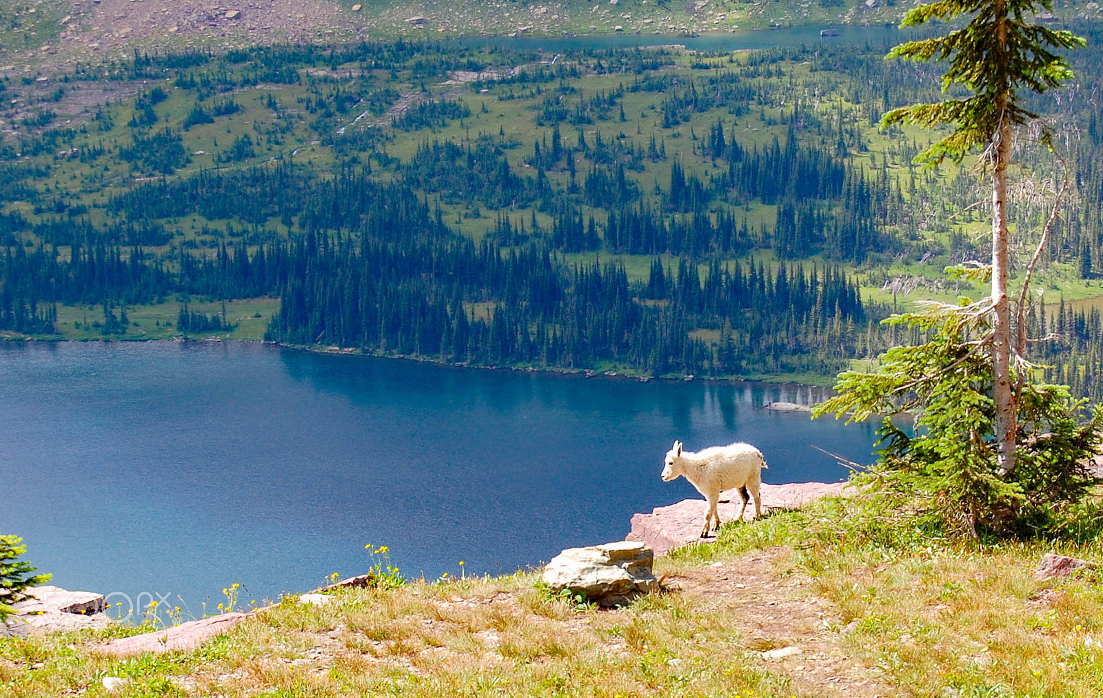 Nikon D40 sample photo. Baby mountain goat at photography