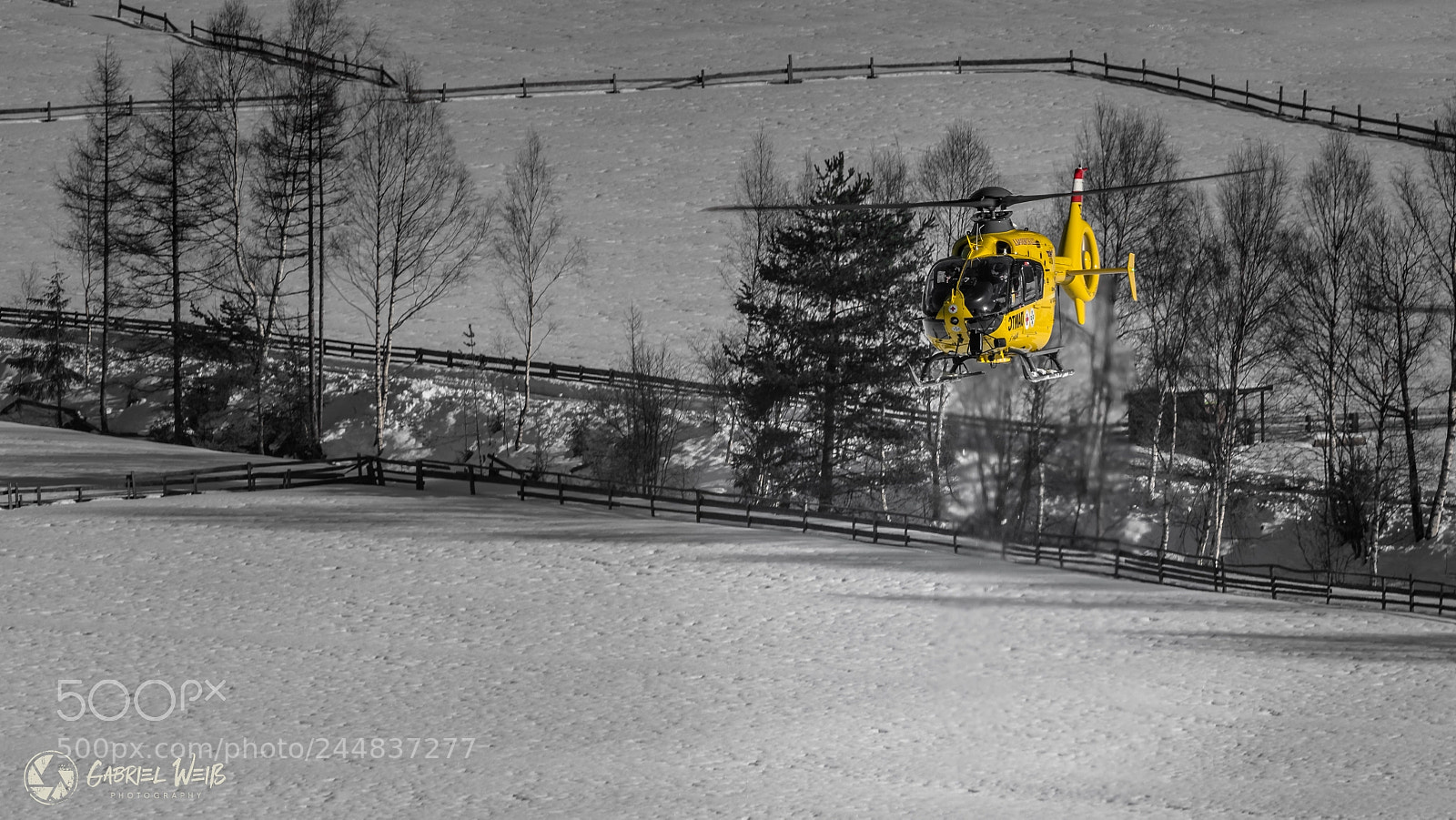 Sony a7R III sample photo. The yellow angels photography