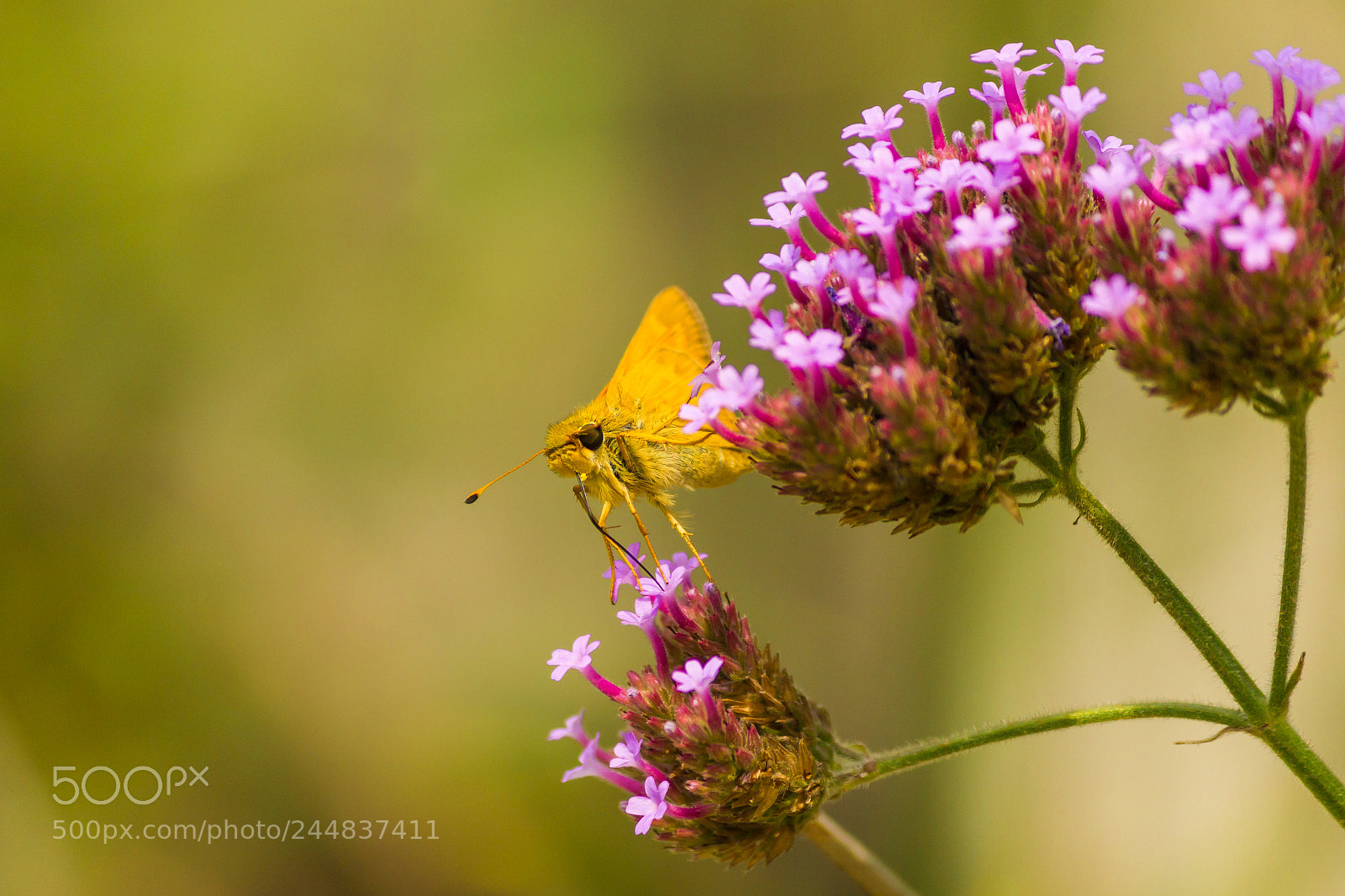 Canon EOS 550D (EOS Rebel T2i / EOS Kiss X4) sample photo. Butterfly on see-thourgh verbena photography
