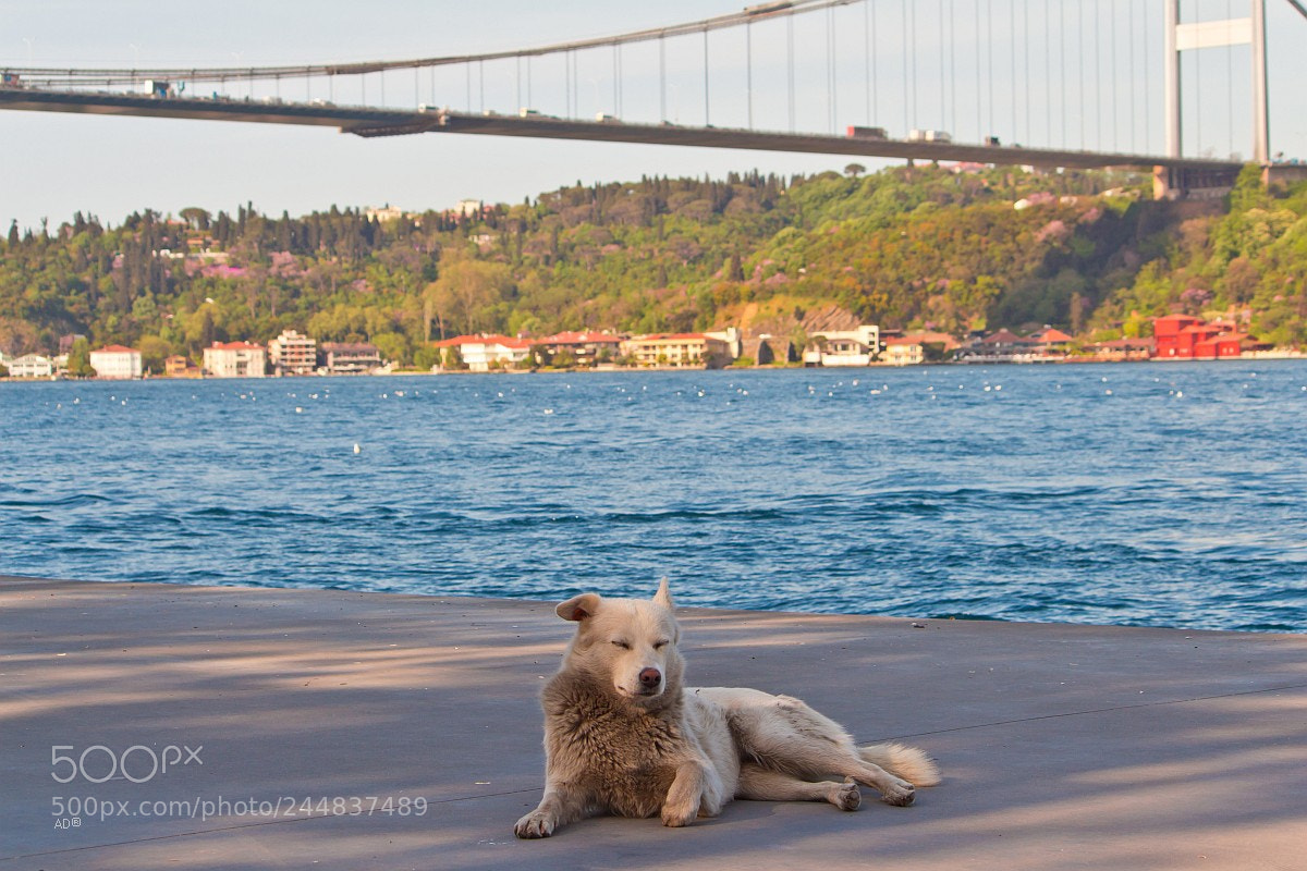 Canon EOS 650D (EOS Rebel T4i / EOS Kiss X6i) sample photo. Bosphorus in the kingdom photography