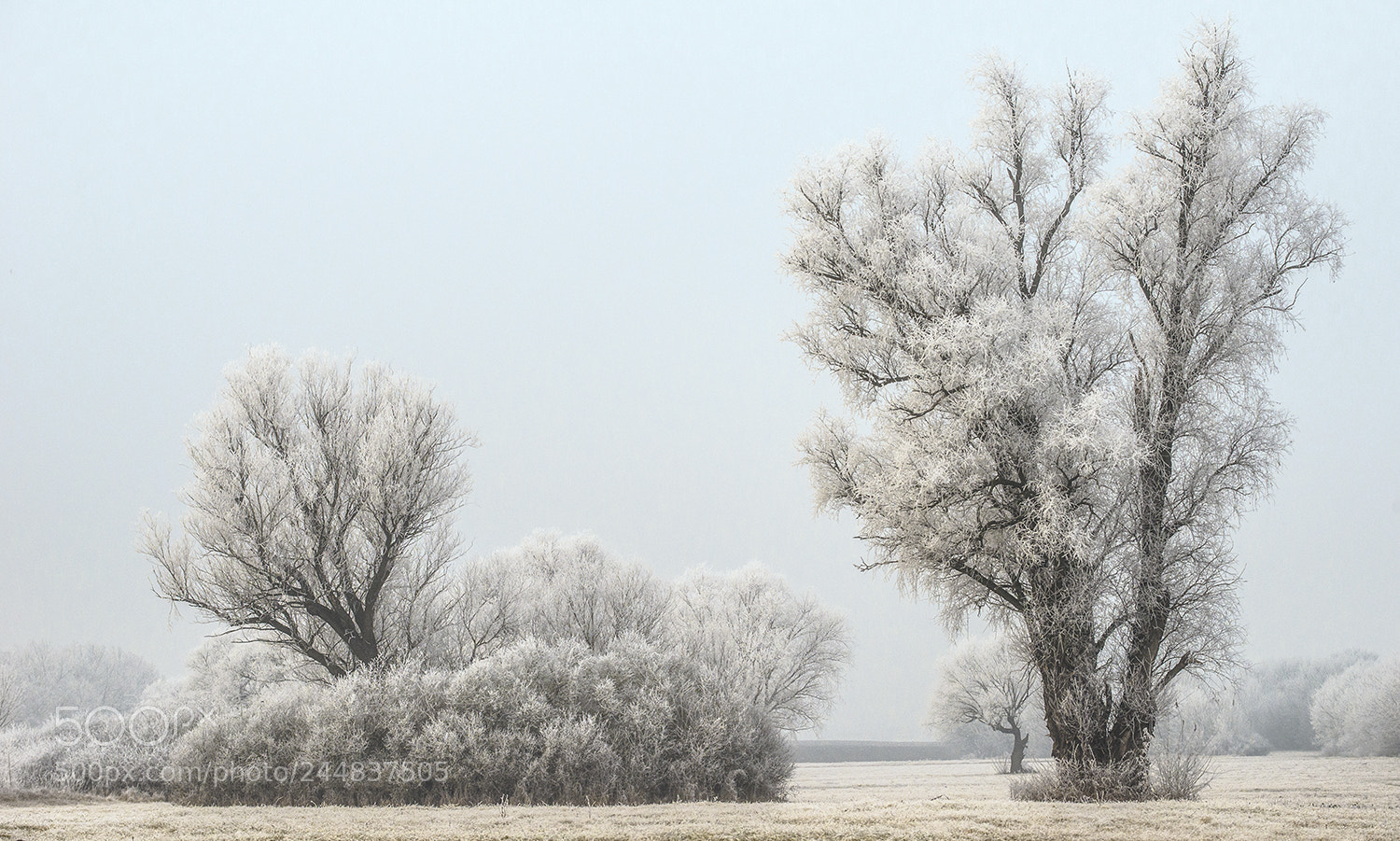 Nikon D610 sample photo. Winter trees photography