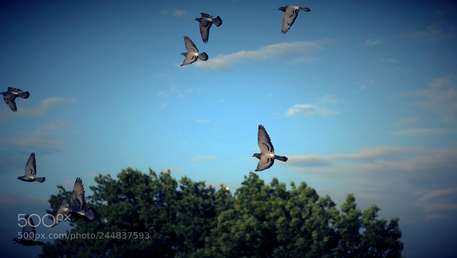 Canon EOS 70D + Canon EF 50mm F1.8 STM sample photo. Dxo photography