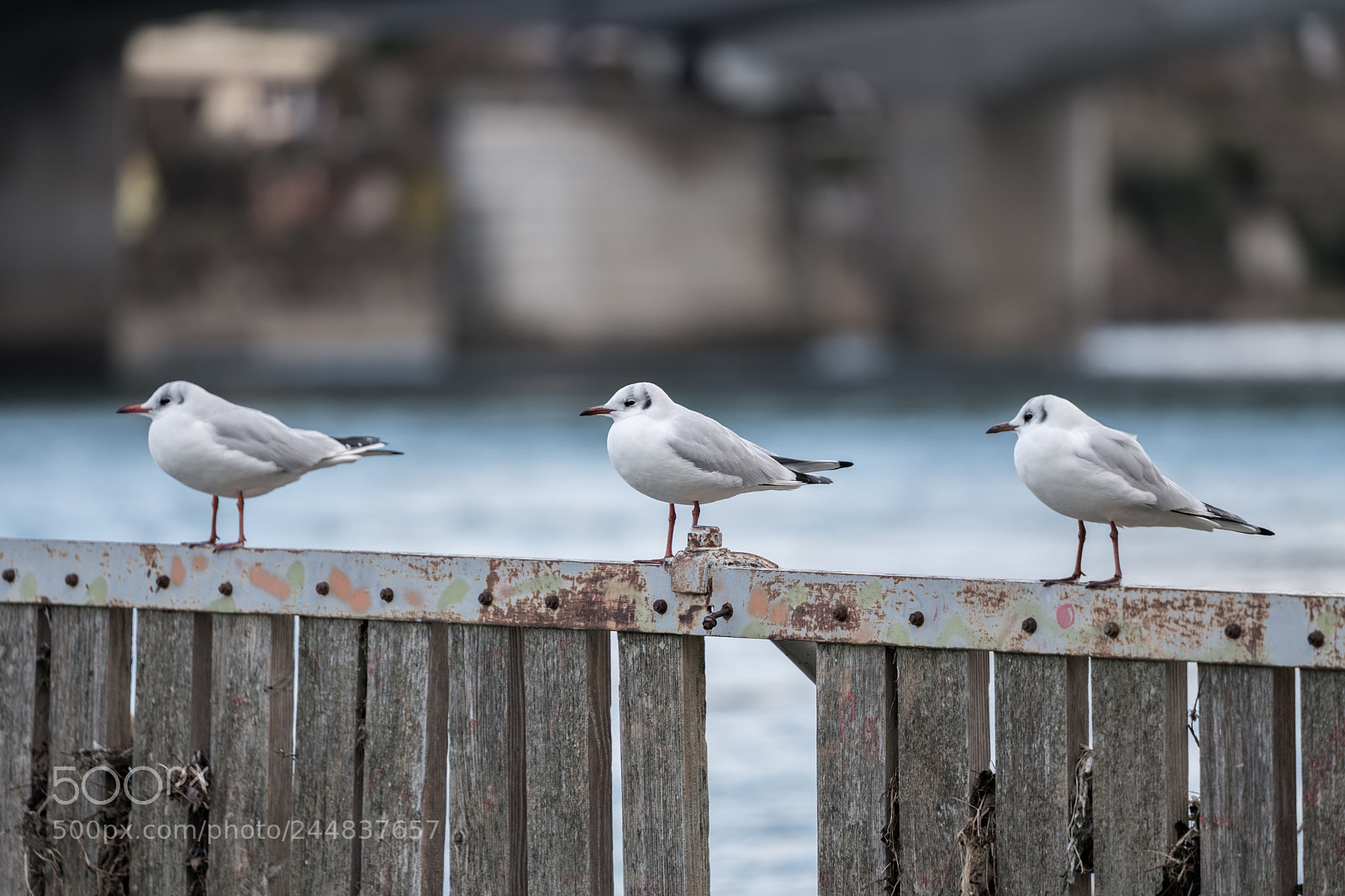 Leica SL (Typ 601) sample photo. M ve in der photography