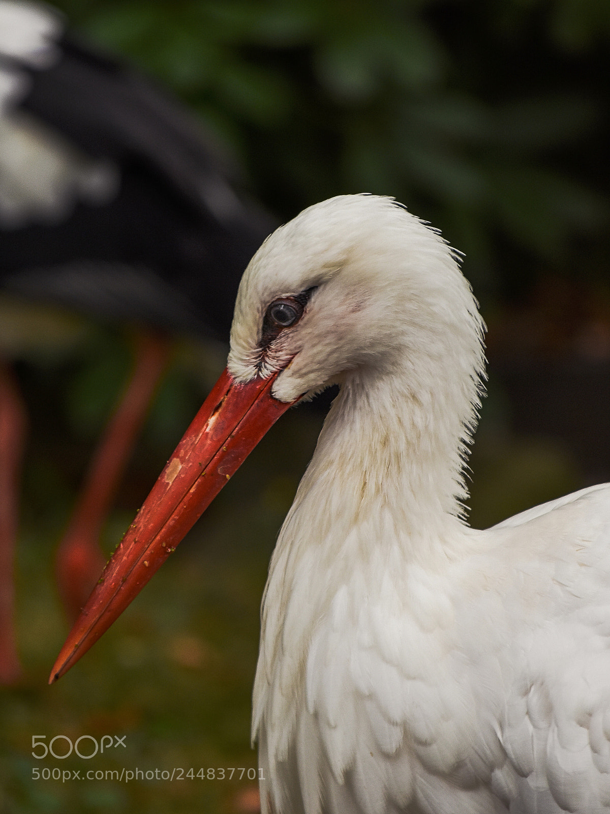 Nikon D7200 sample photo. Stork photography