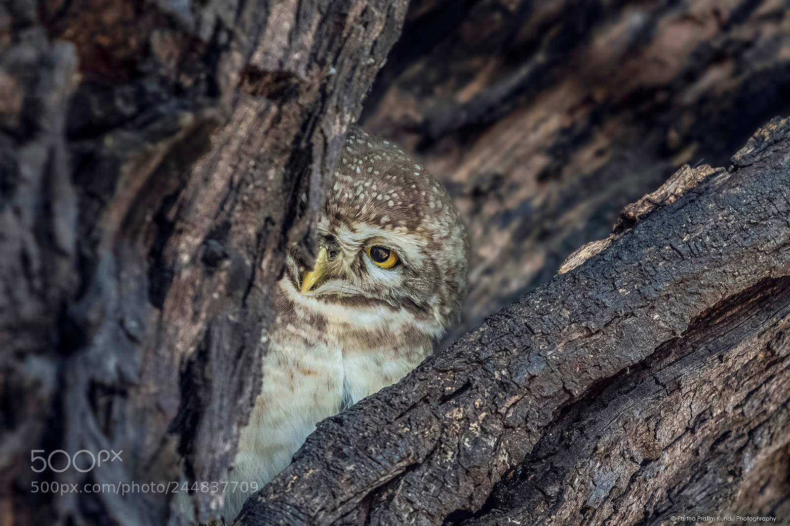 Canon EOS 7D Mark II sample photo. Spotted owl mysterious eye photography