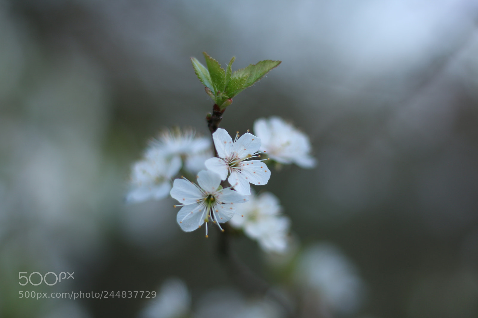Canon EOS 70D + Canon EF 50mm F1.8 STM sample photo. Img photography