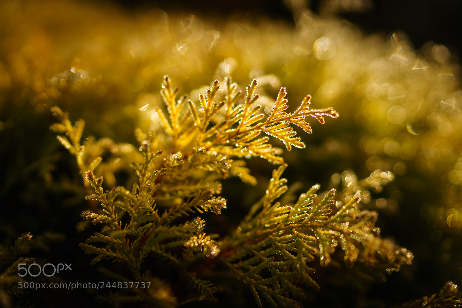 Sony a7 sample photo. Golden memories photography